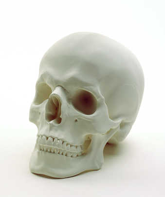 A porcelain skull painted flat white.