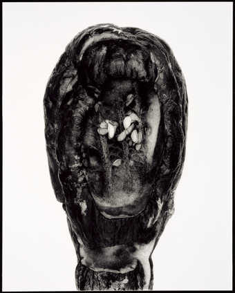 An image of seeds contained within a mouth like opening.