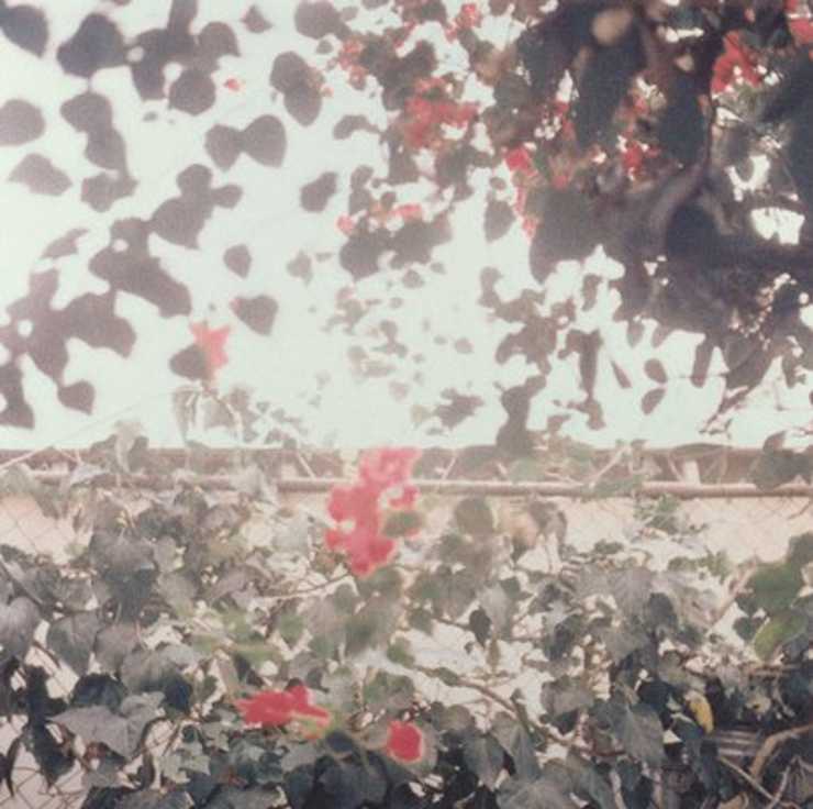 blurry photographic image printed with pixles of chainlink fence with vines and branches overlapping