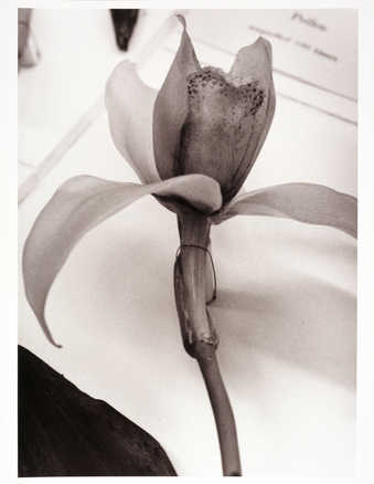 An image of a glass Blaschka model of a flower.