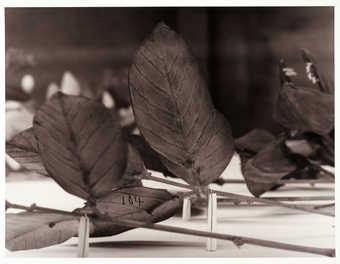 An image of a glass Blaschka model of plant stems with leaves.  Leaves are marked "184".